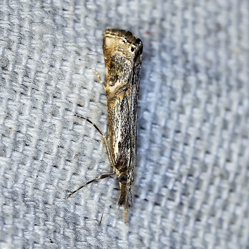 Hednota longipalpella