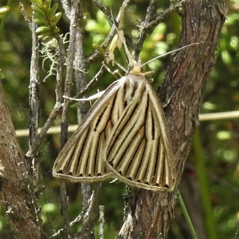 Amelora leucaniata