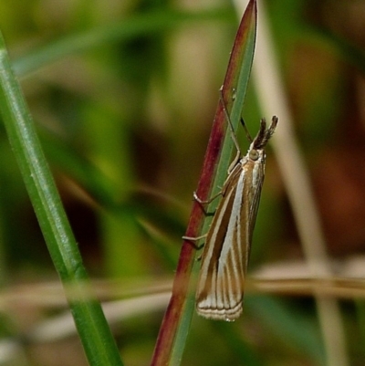 Hednota megalarcha