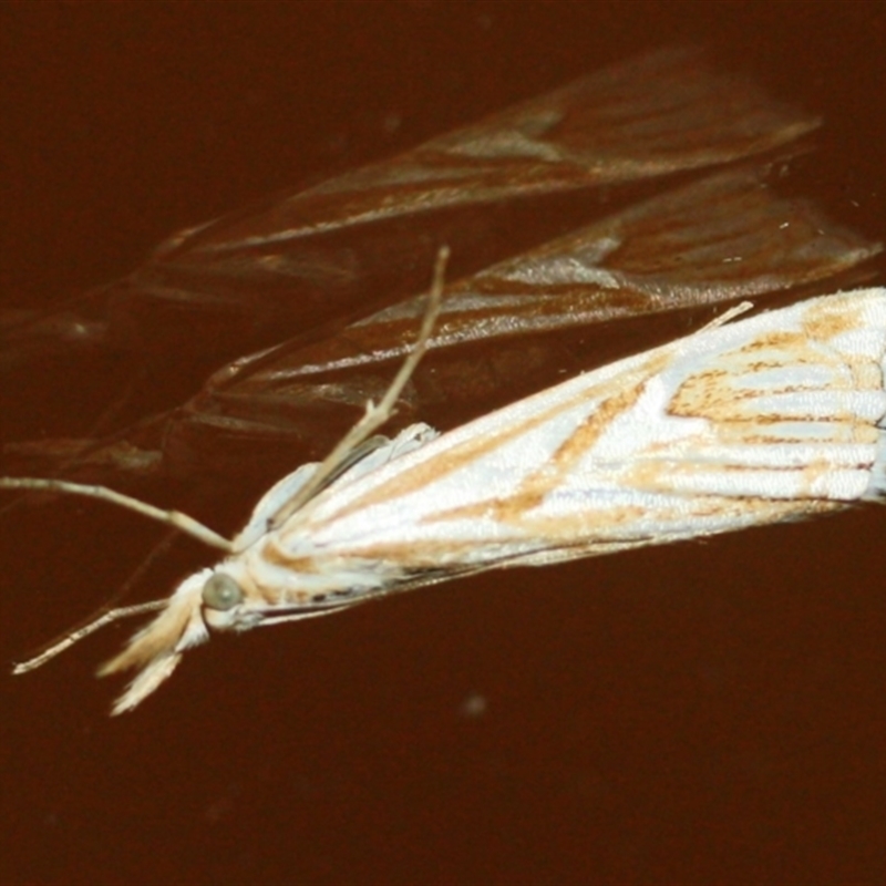 Hednota pleniferellus