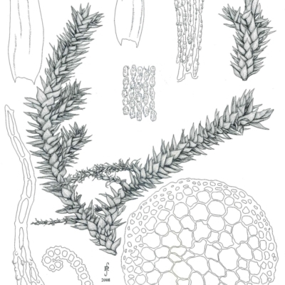 Hedwigidium integrifolium