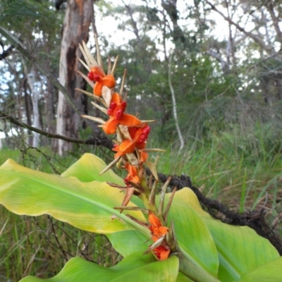 Hedychium gardnerianum