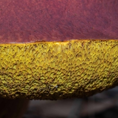 Heimioporus fruticicola