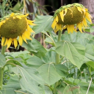 Helianthus annuus