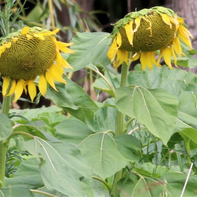 Helianthus annuus