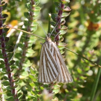 Amelora oritropha