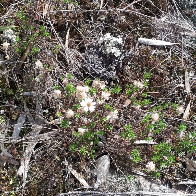 Helichrysum calvertianum