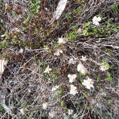 Helichrysum calvertianum