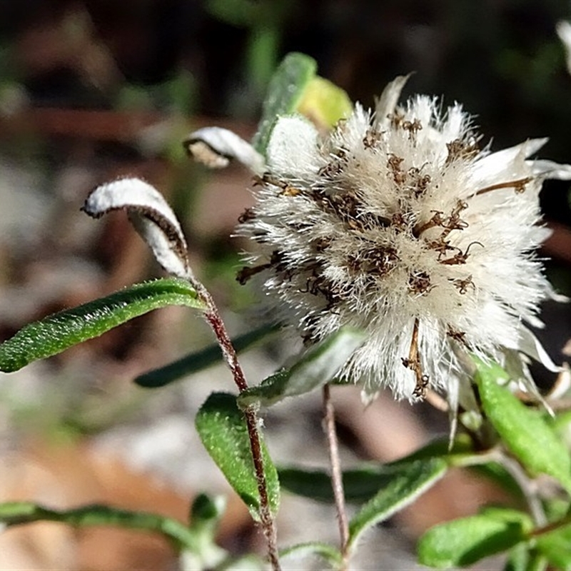 Helichrysum leucopsideum