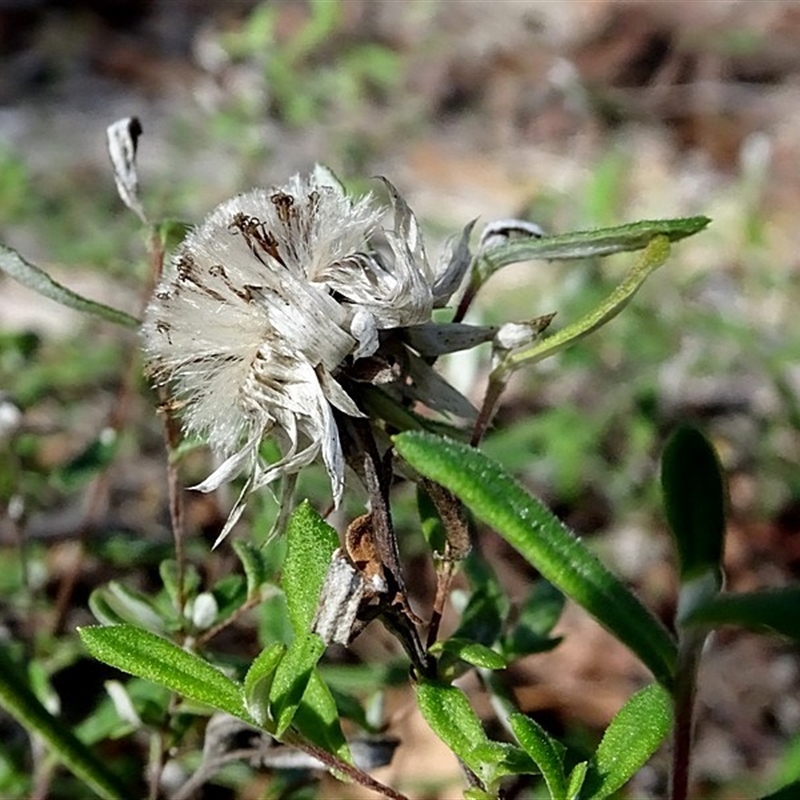 Helichrysum leucopsideum