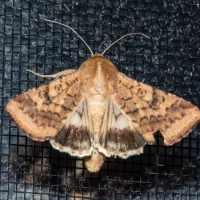 Helicoverpa armigera