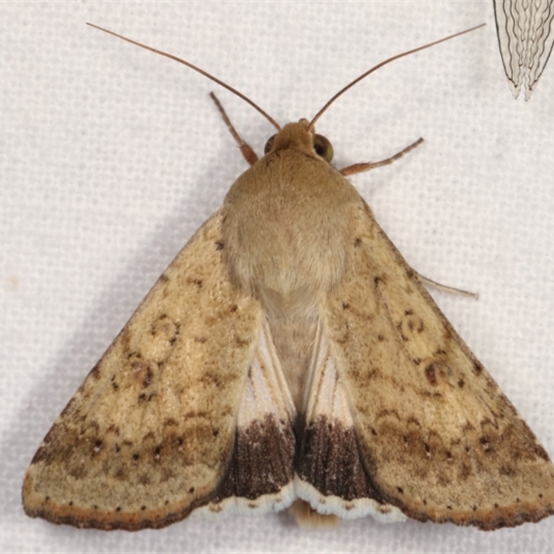 Helicoverpa punctigera