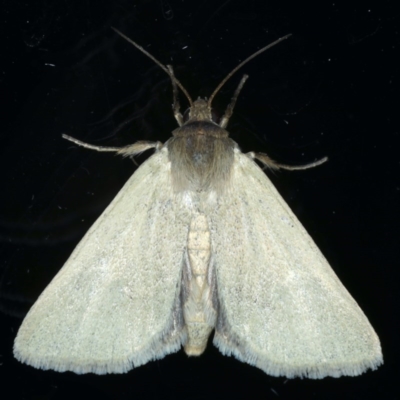 Heliocheilus moribunda