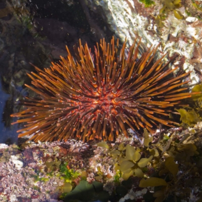 Heliocidaris tuberculata