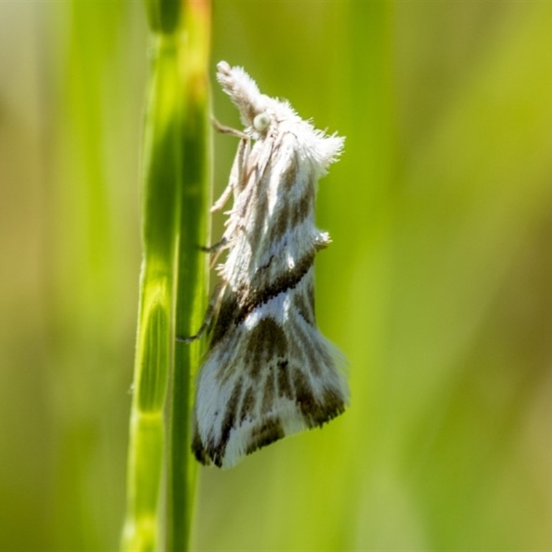 Heliocosma melanotypa