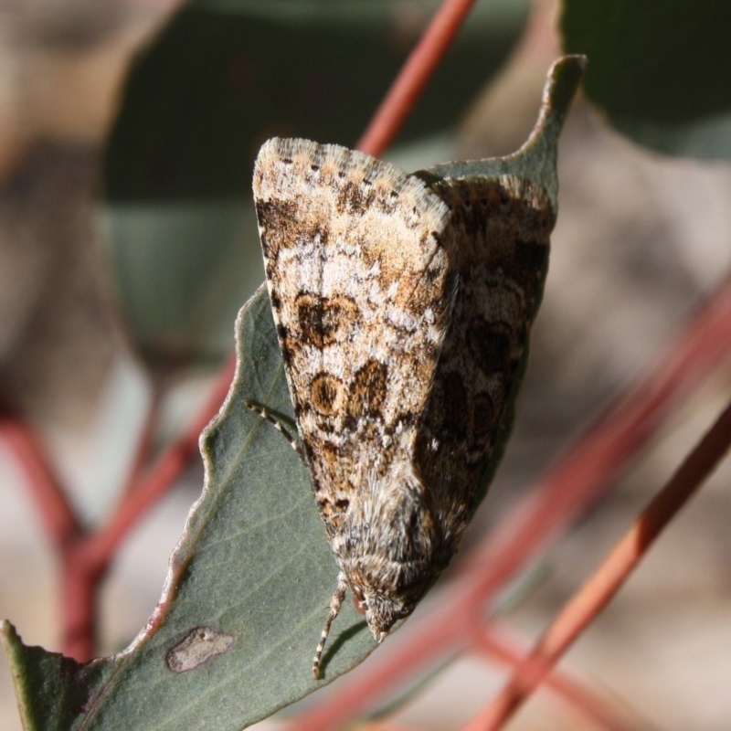 Heliothis punctifera