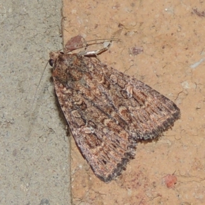 Heliothis punctifera