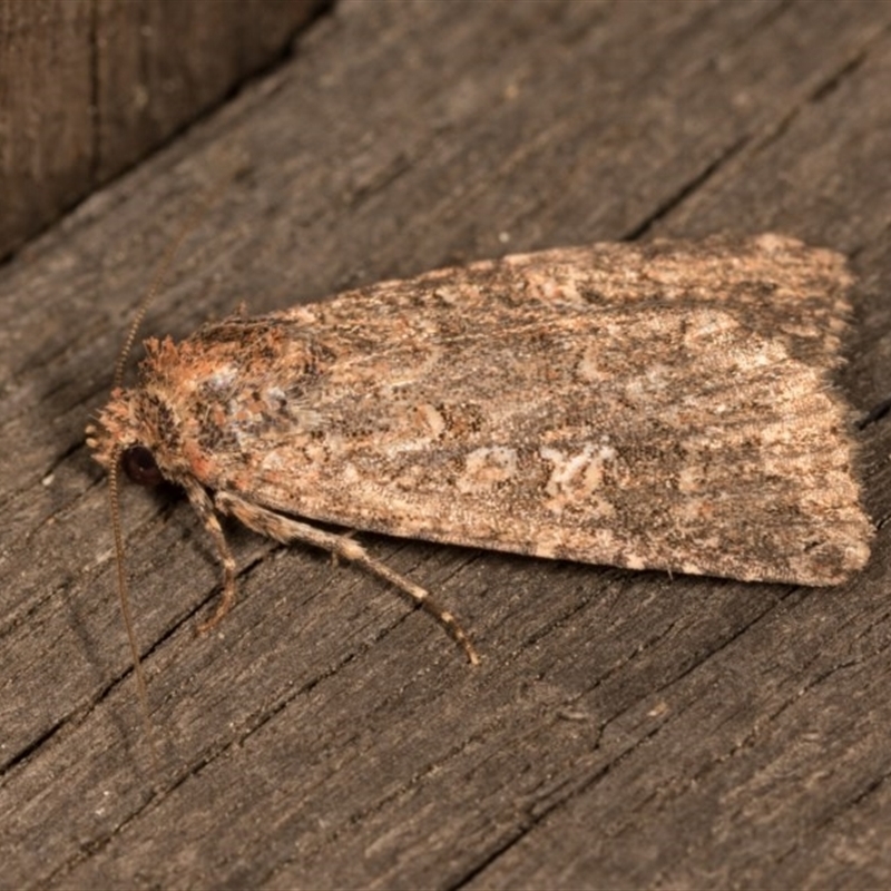 Heliothis punctifera