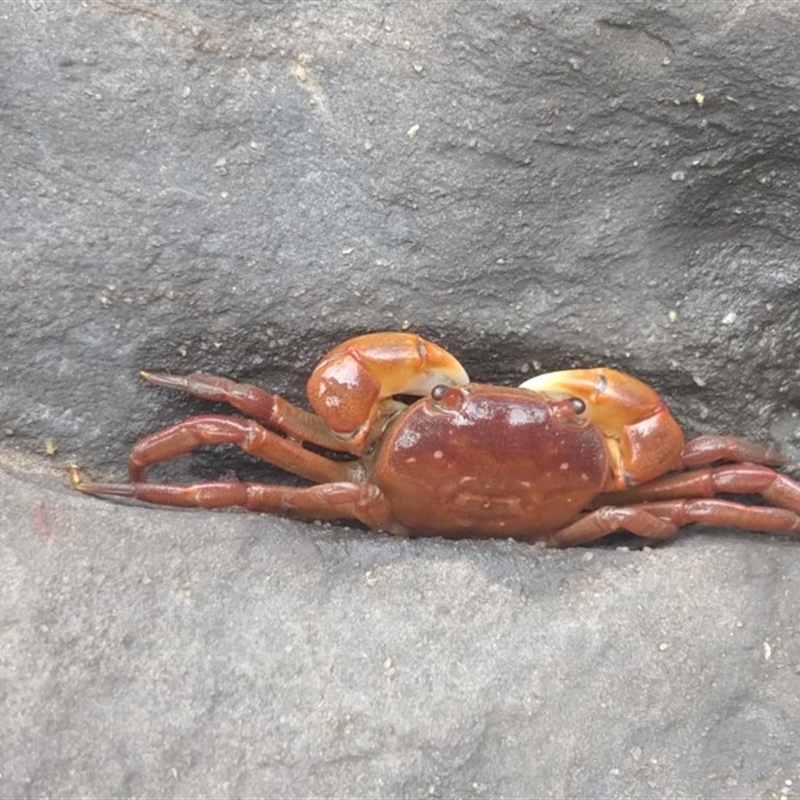 Helograpsus haswellianus