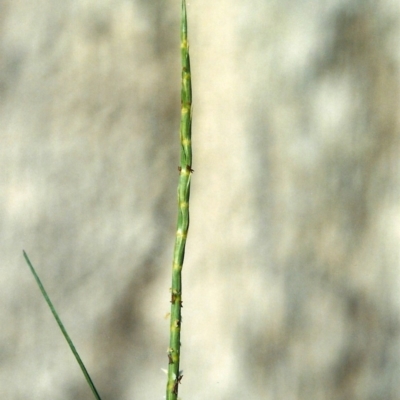 Hemarthria uncinata var. uncinata