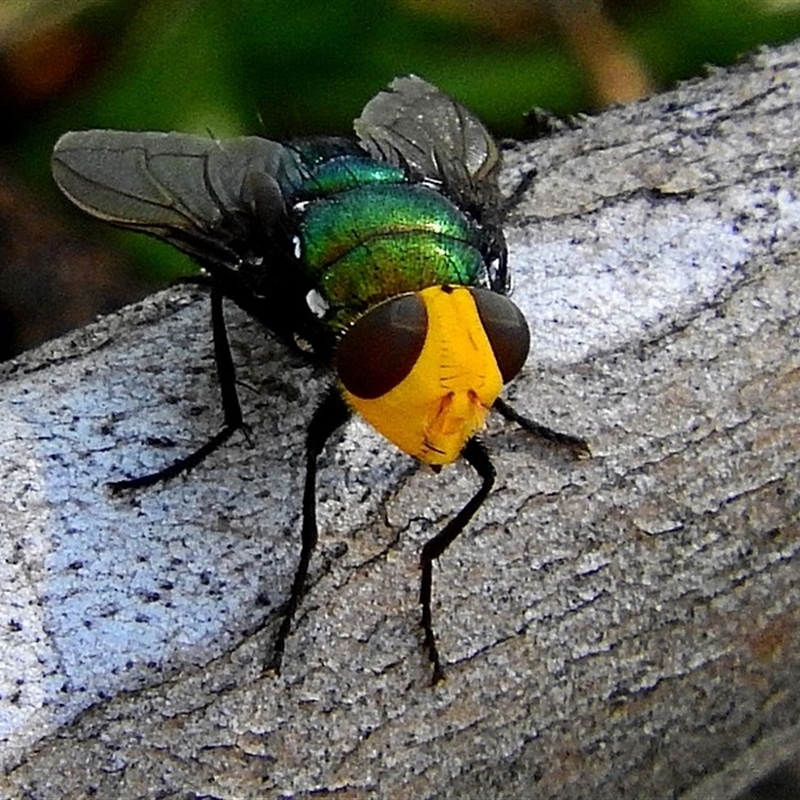 Amenia imperialis