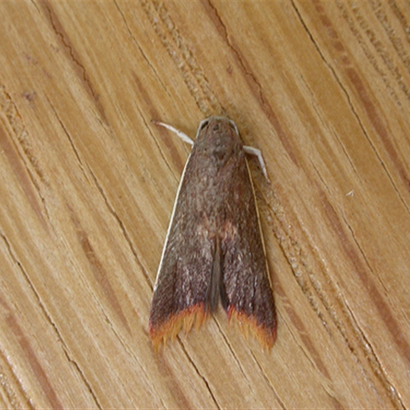 Hemibela callista