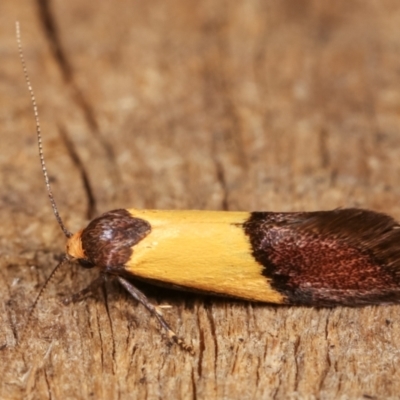 Hemibela hemicalypta