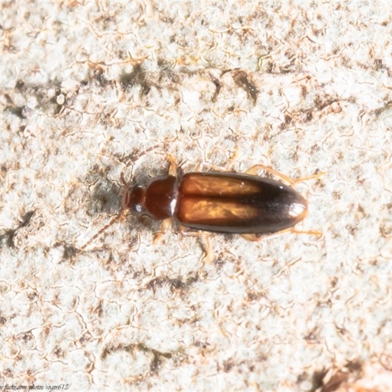 Hemicistela discoidalis