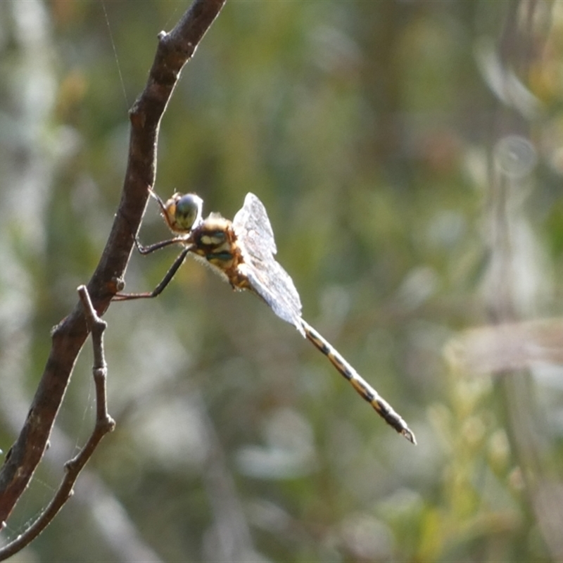 Hemicordulia sp. (genus)