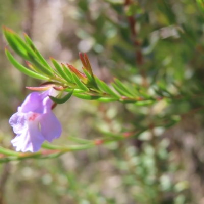 Hemigenia purpurea