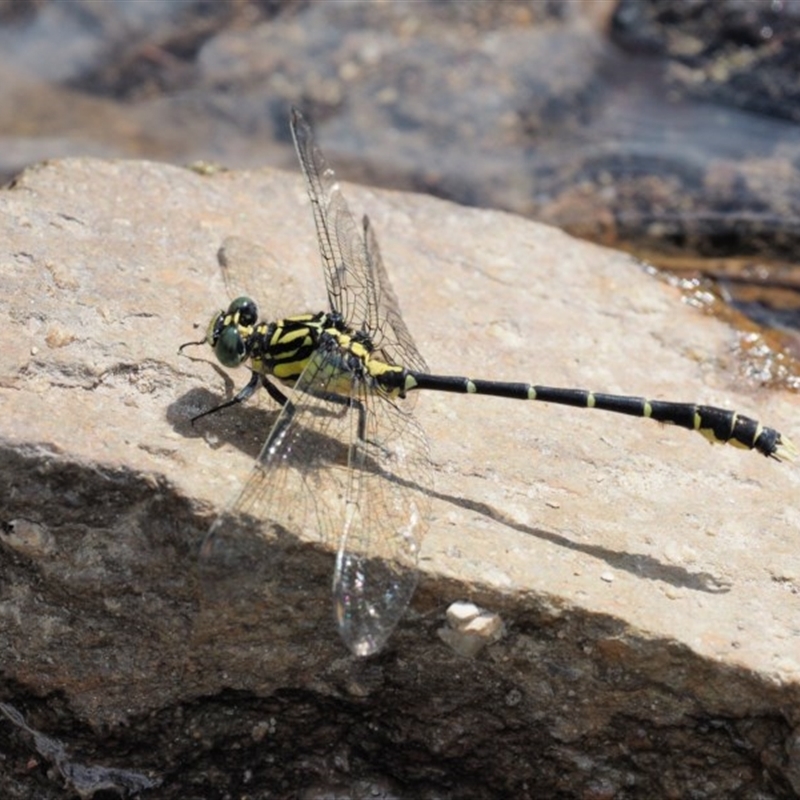 Hemigomphus gouldii