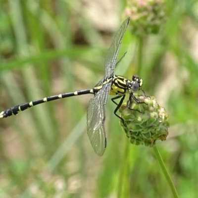 Hemigomphus heteroclytus