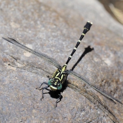 Hemigomphus heteroclytus