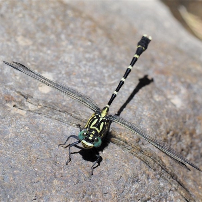 Hemigomphus heteroclytus