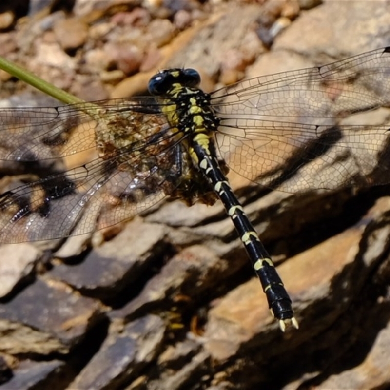 Hemigomphus sp. (genus)