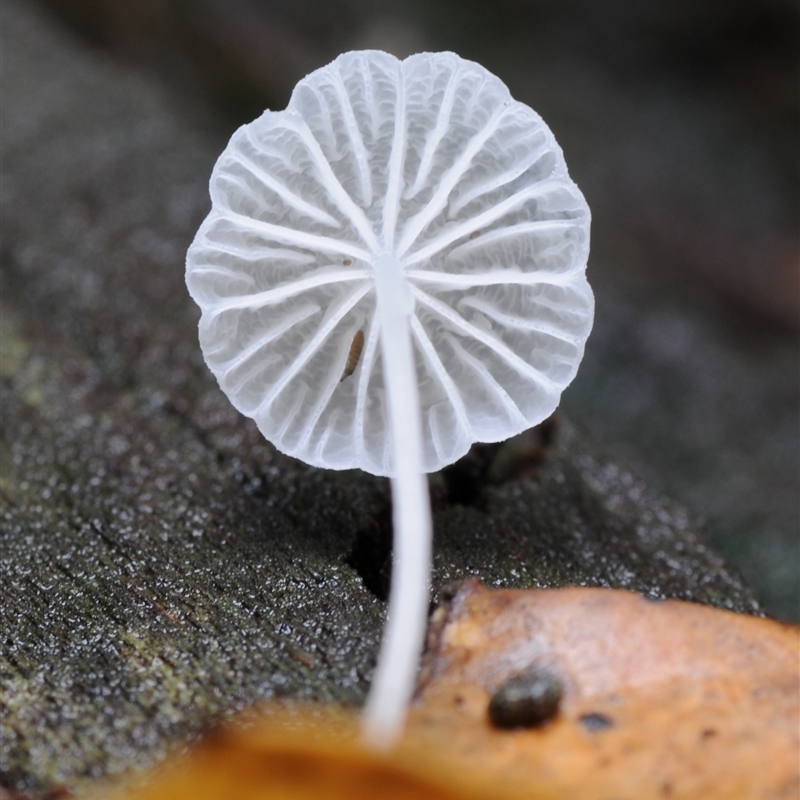 Hemimycena sp.