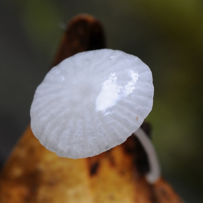 Hemimycena sp.