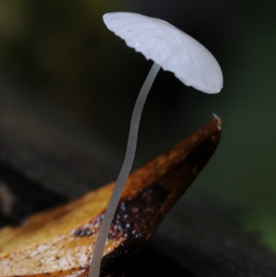 Hemimycena sp.