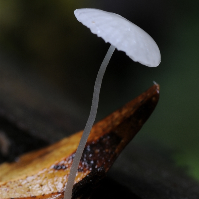 Hemimycena sp.