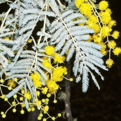 Acacia dealbata subsp. subalpina