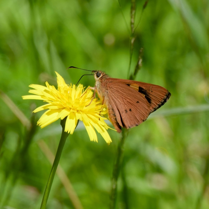 Hesperilla idothea