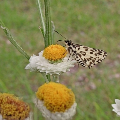 Hesperilla ornata