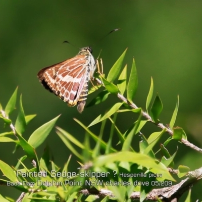 Hesperilla picta