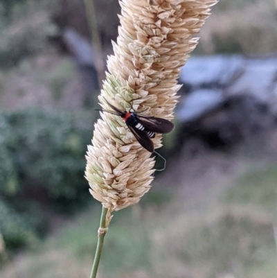 Hestiochora erythrota-tricolor-group