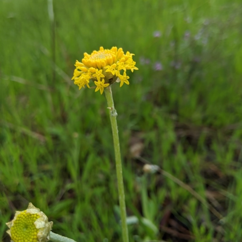 Ammobium craspedioides