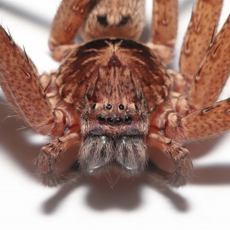 Heteropoda jugulans