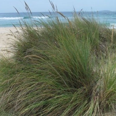 Ammophila arenaria