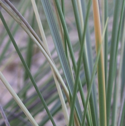 Ammophila arenaria