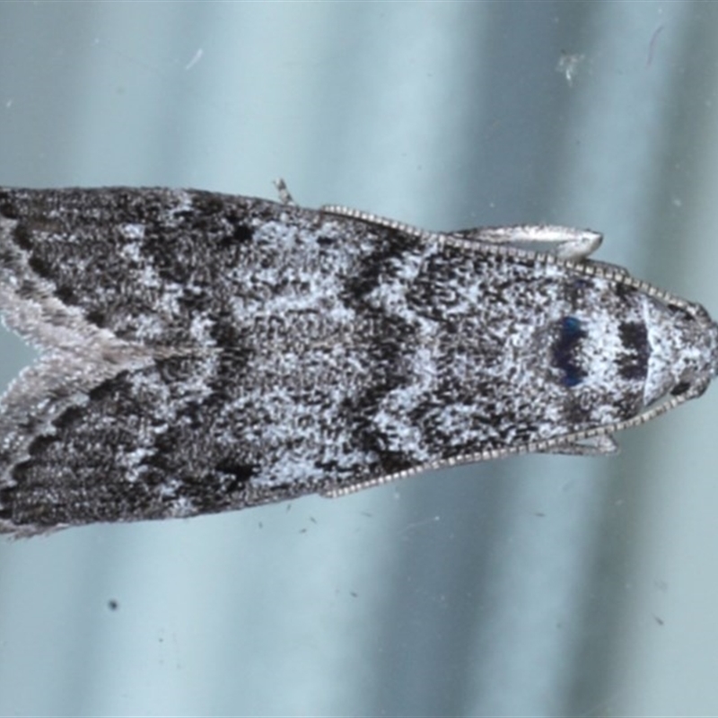 Heteromicta pachytera