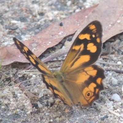 Heteronympha banksii